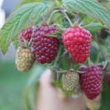 Opis sorte polka maline